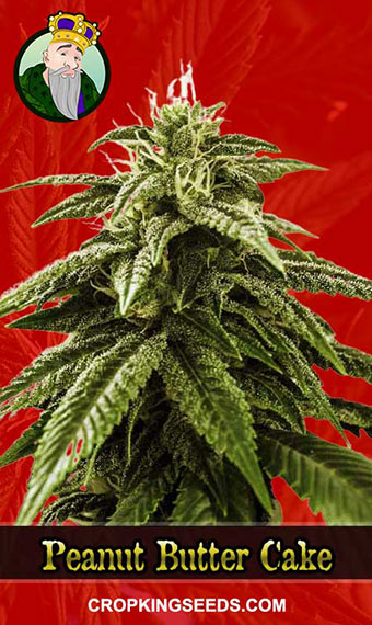 Peanut Butter Cake Strain