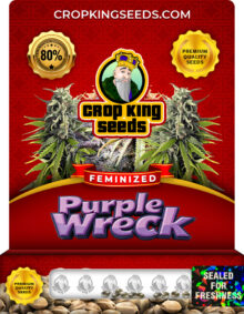 Purple Wreck Strain