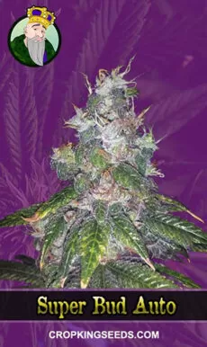 Super Bud Strain