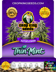 Thin Mint Strain