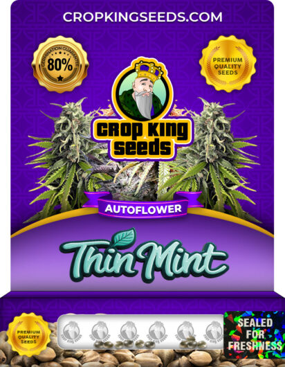 Thin Mint Strain