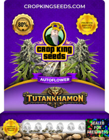 Tutankhamon Strain