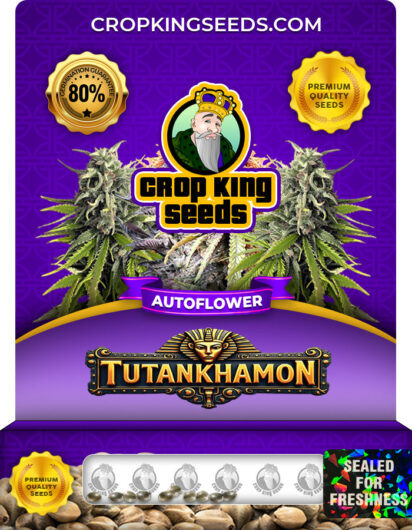Tutankhamon Strain