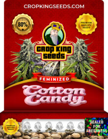 Cotton Candy Strain