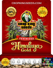 Himalaya Gold Strain