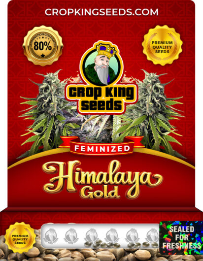 Himalaya Gold Strain