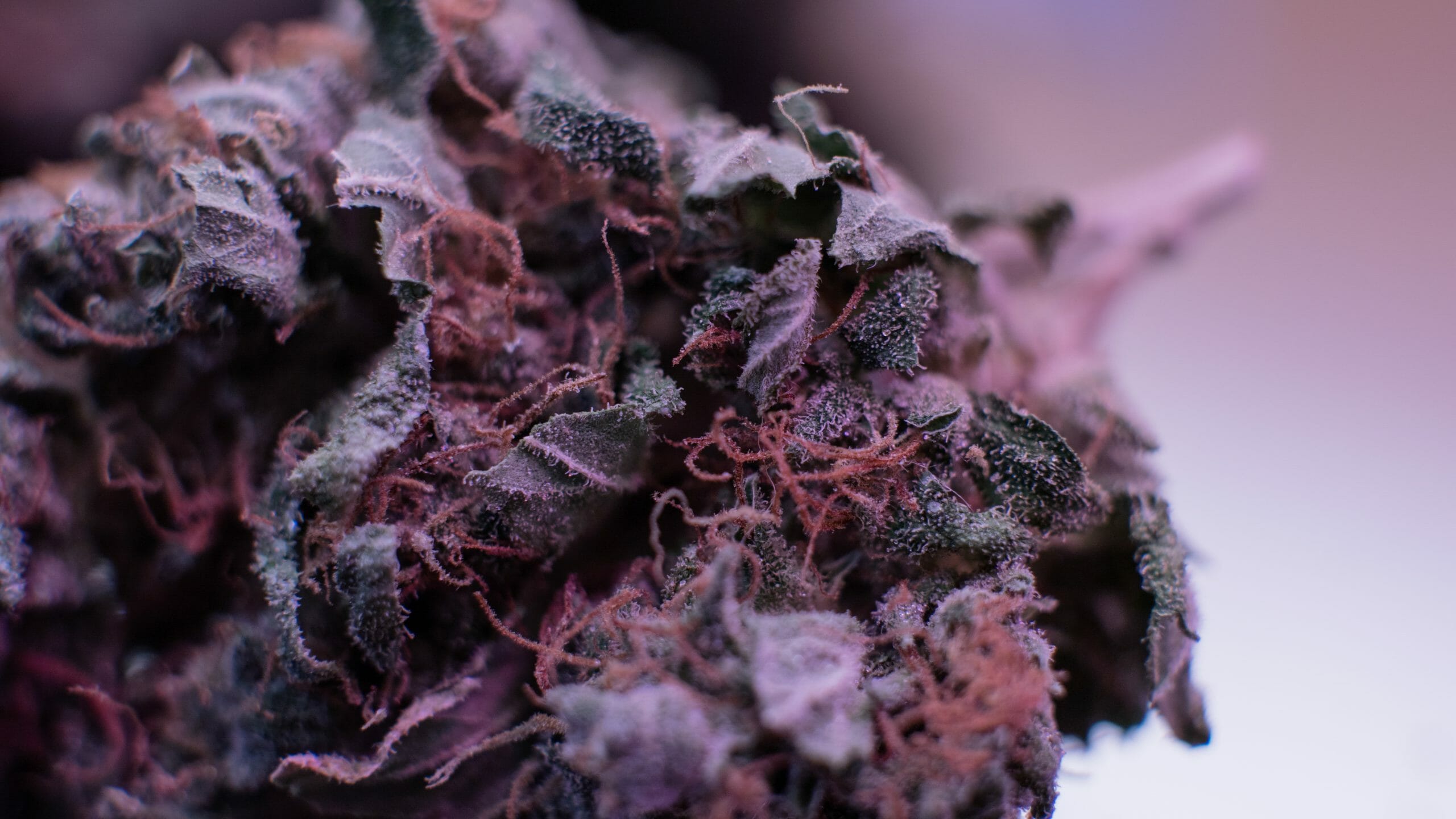 OG Kush Strain Profile: The Story Behind A Classic