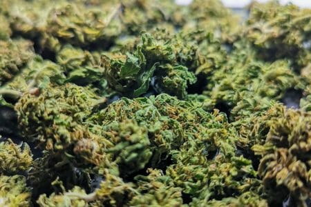 Buying Marijuana Seeds: Ultimate Beginners Guide 2022