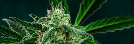 How To Take Care Of Marijuana Plants In The Flowering Stage: A Beginner's Guide