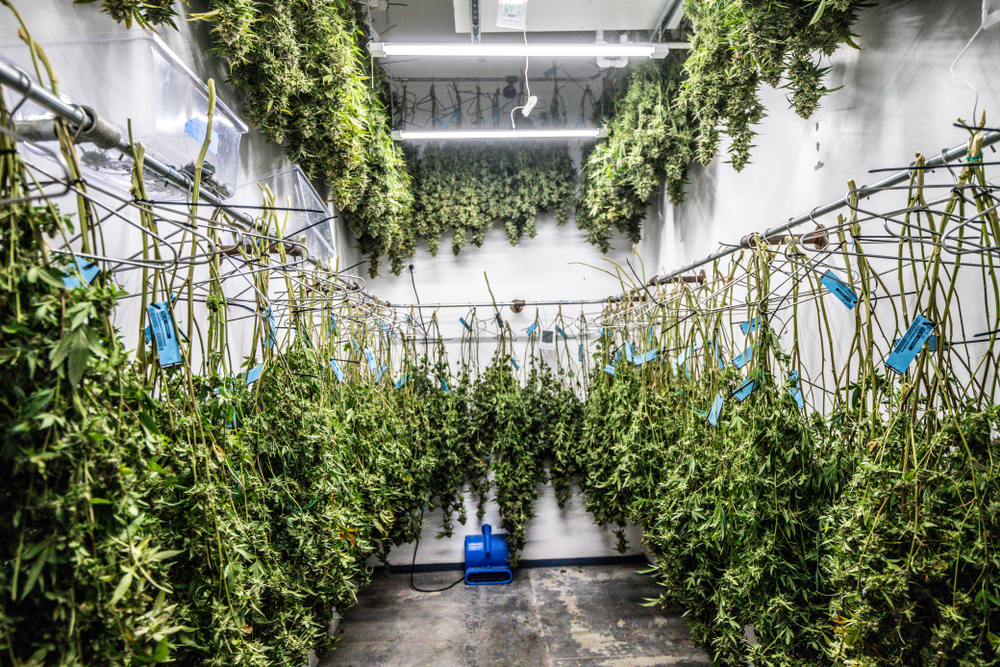Drying and Curing Cannabis FAST: An Easy Guide