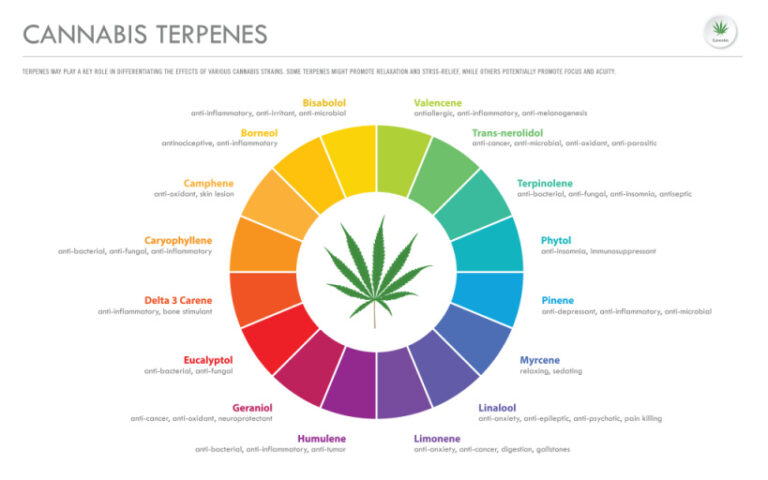 How to Increase Terpene Levels in Your Cannabis Plant!