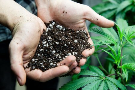 What's The Best Soil for Your Cannabis Plant?