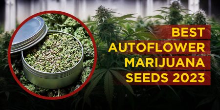 Best-Autoflower-Marijuana-Seeds