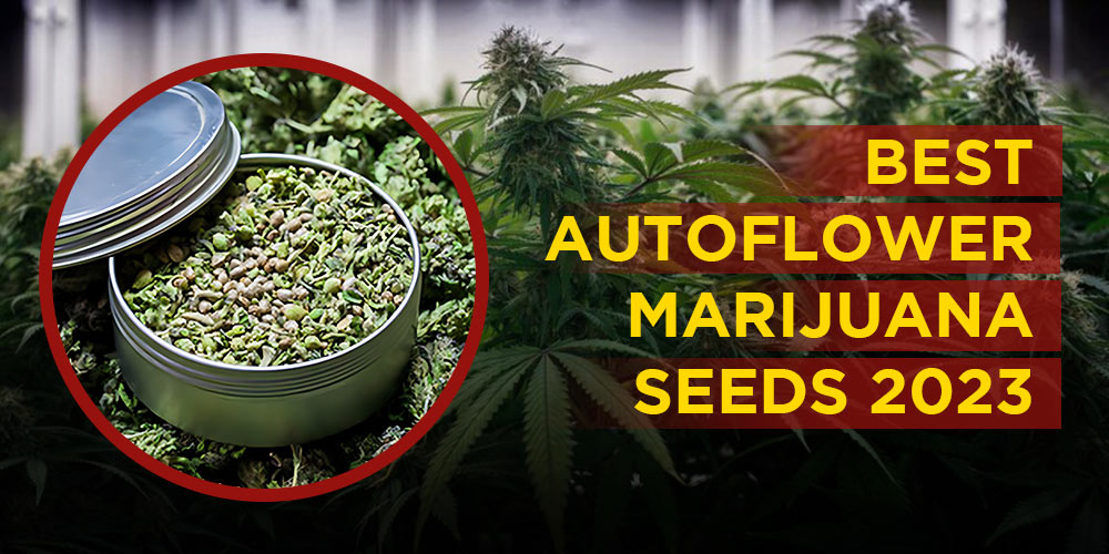 Best more productive autoflowering seeds