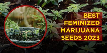Best-Feminized-Seeds