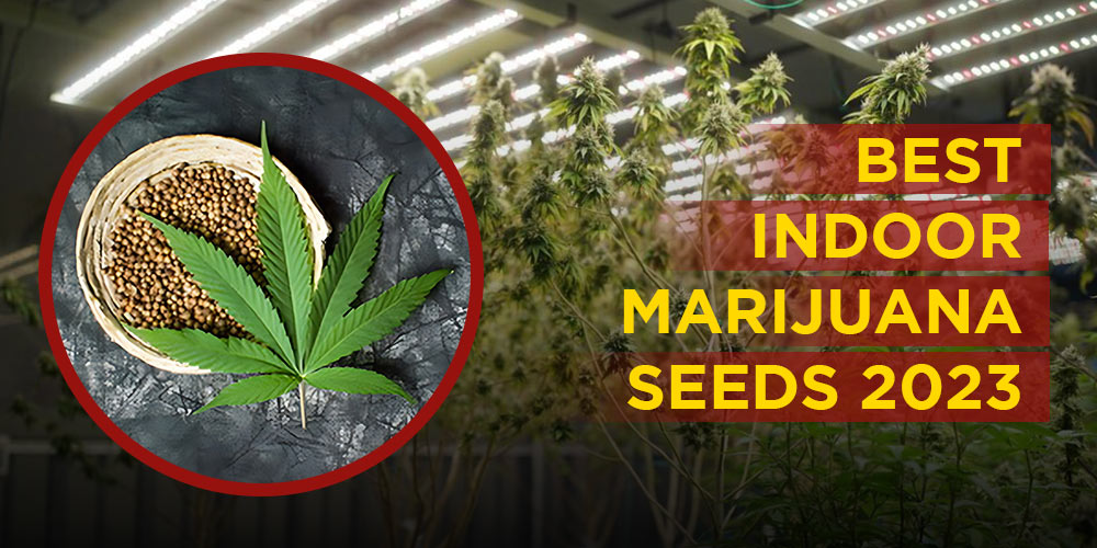 Best-Indoor-Marijuana-Seeds-in-2023