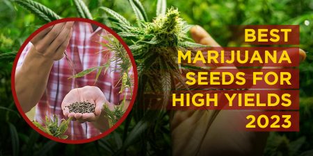 high yield marijuana seeds