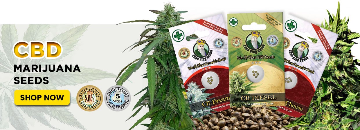 cbd seeds