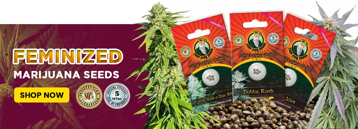 feminized seeds