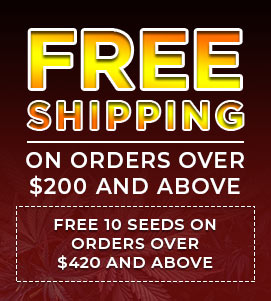 Free Shipping