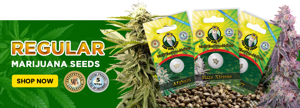 regular marijuana seeds