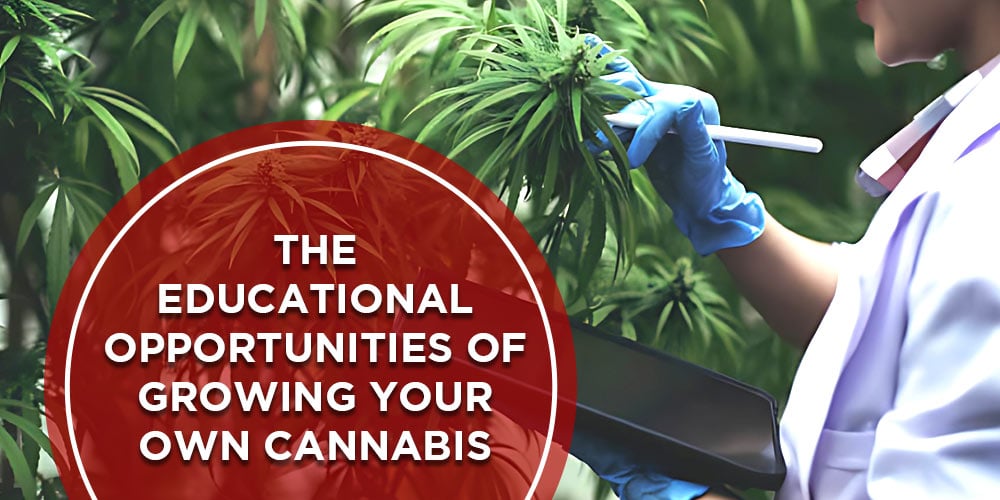 The-Educational-Opportunities-of-Growing-Your-Own-Cannabis