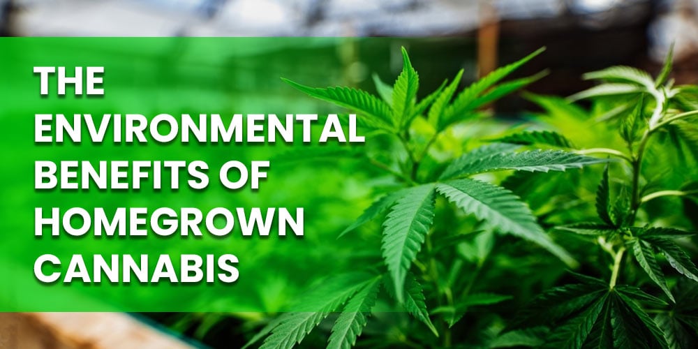The-Environmental-Benefits-of-Homegrown-Cannabis
