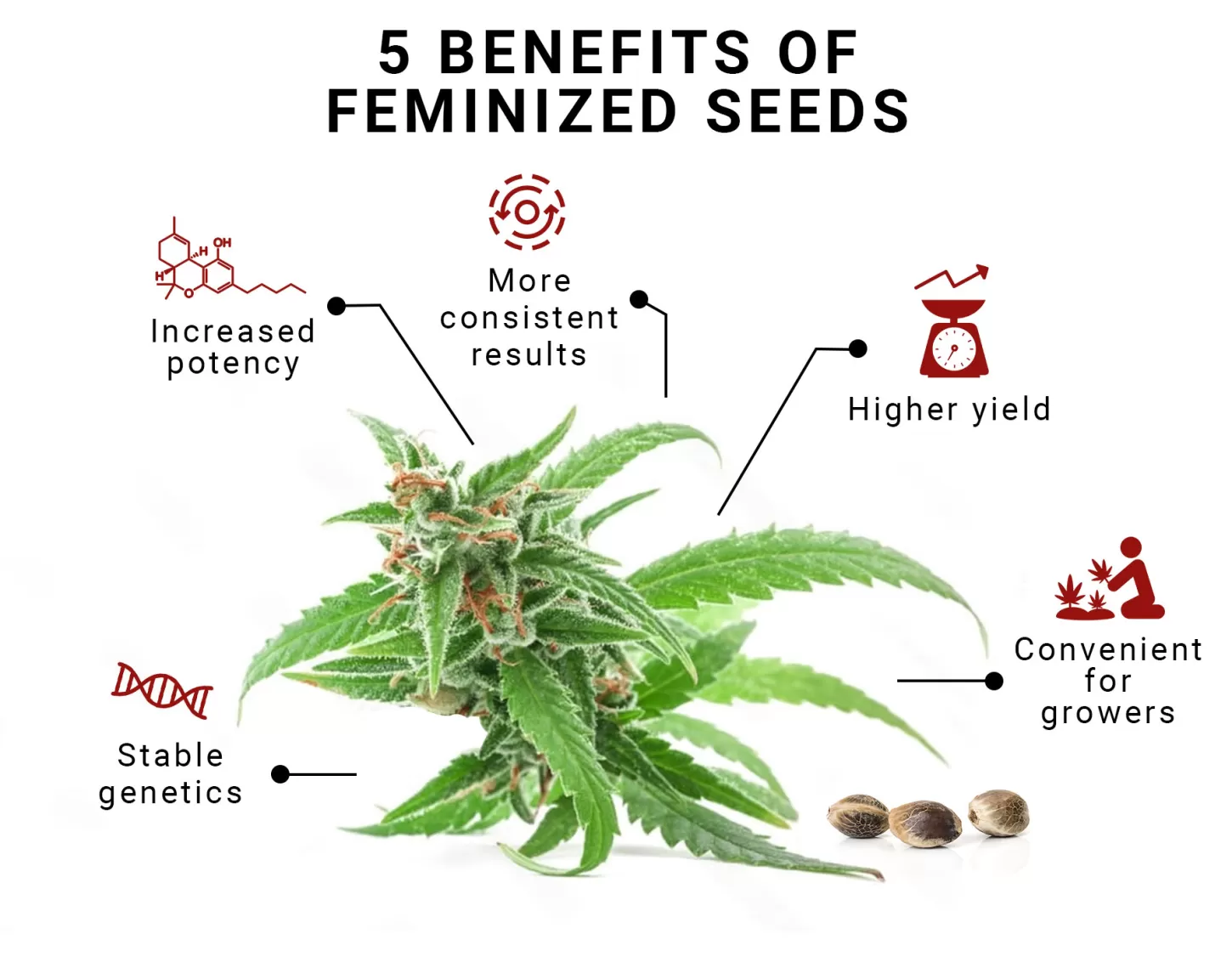 feminized seeds