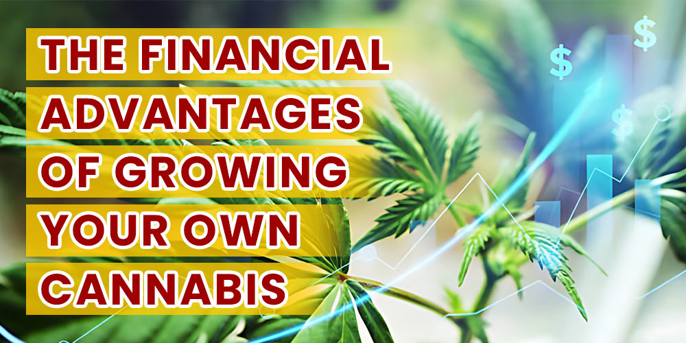 the-financial-advantages-of-growing-your-own-cannabis