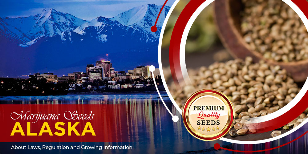 marijuana seeds alaska