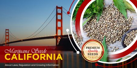 marijuana-seeds-california