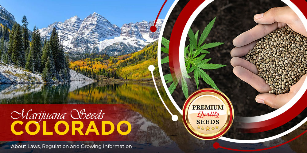 marijuana-seeds-colorado