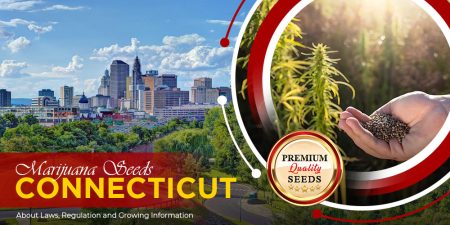 marijuana-seeds-connecticut