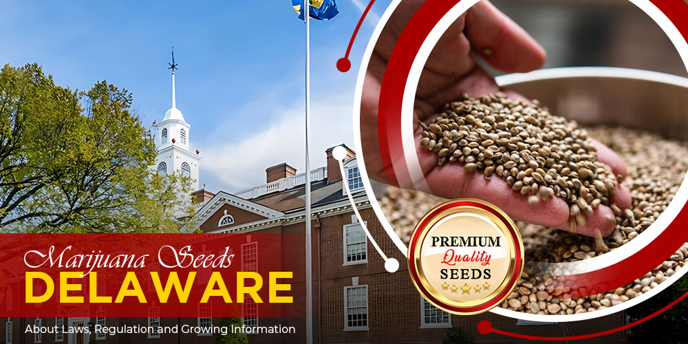 marijuana-seeds-delaware