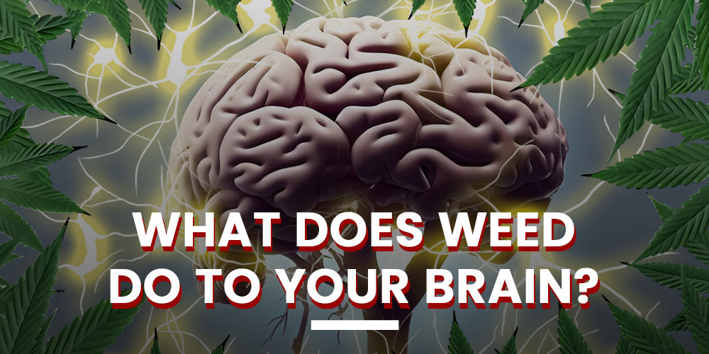 what-does-weed-do-to-your-brain