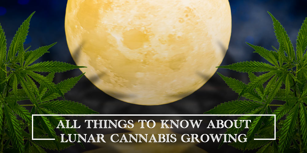 All-Things-to-Know-About-Lunar-Cannabis-Growing