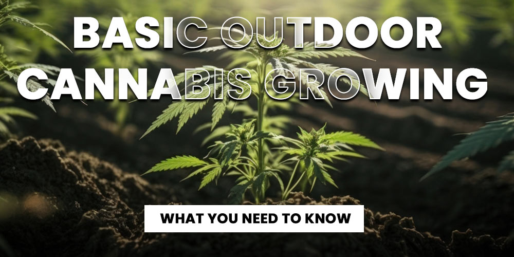Basic-Outdoor-Cannabis-Growing--What-You-Need-to-Know