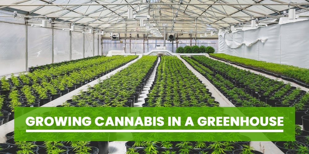 Growing-Cannabis-in-A-Greenhouse