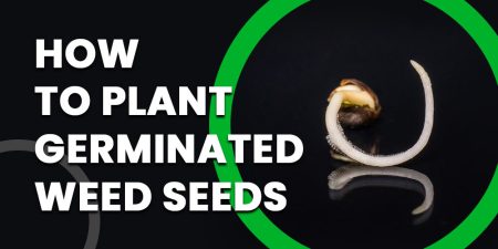 How-to-Plant-Germinated-Weed-Seeds
