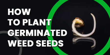 How-to-Plant-Germinated-Weed-Seeds
