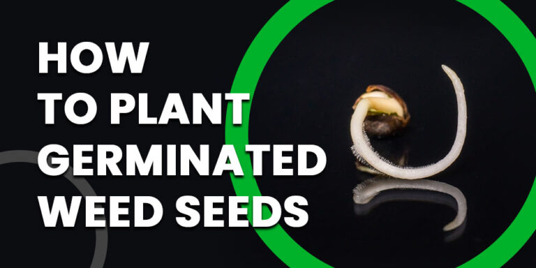 How-to-Plant-Germinated-Weed-Seeds