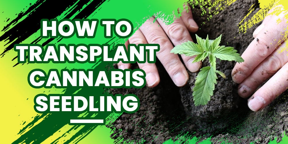 How-to-Transplant-Cannabis-Seedling