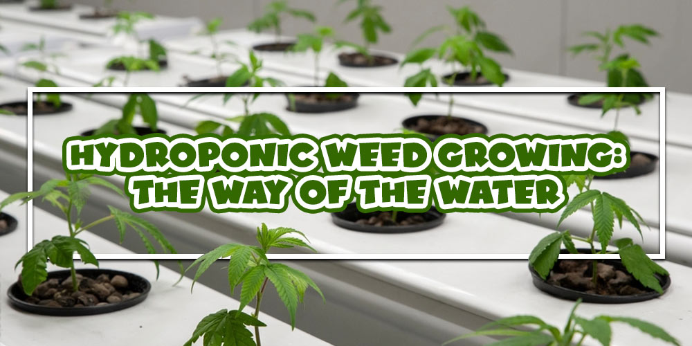 Hydroponic-Weed-Growing--The-Way-of-The-Water
