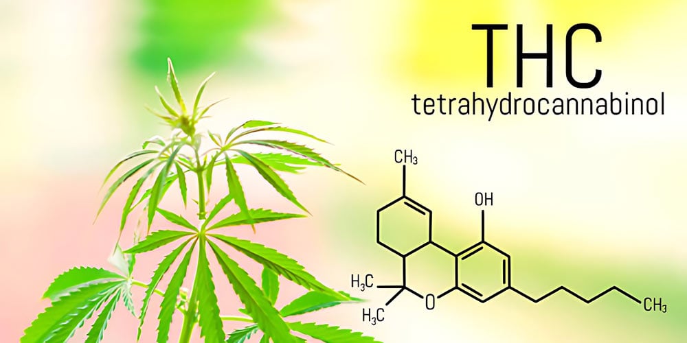 how-long-does-thc-stay-in-system