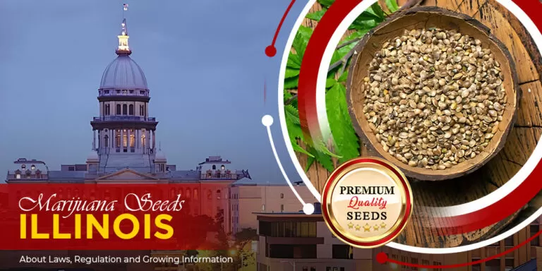 marijuana-seeds-Illinois