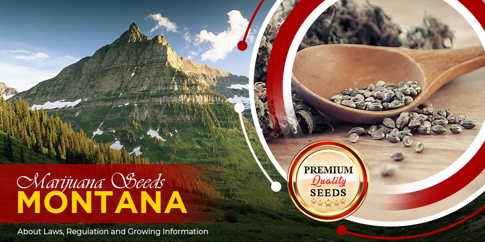 marijuana-seeds-montana