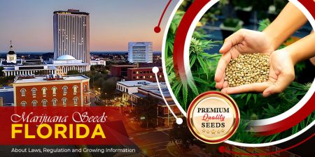marijuana-seeds-florida