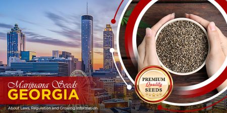 marijuana-seeds-georgia