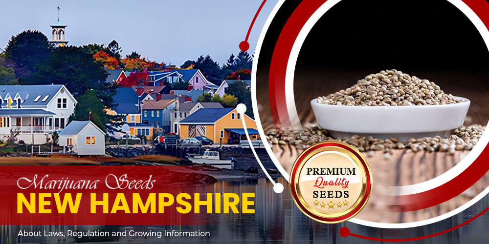 marijuana seeds hampshire