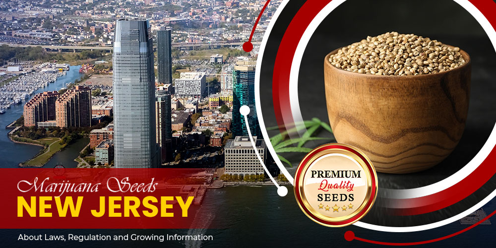 marijuana seeds new jersey